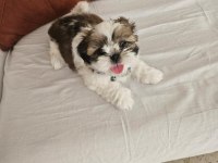 Şitsu köpeğimiz acil bakıcı ailesini aranıyor