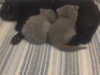 5 haftalık dişi sevimli pati dostlari