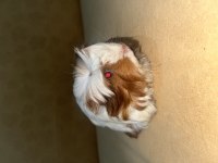 Guinea pig 3 aylık dişi