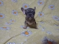 Scrli anatolian bulls üretimi egzotik french bulldog
