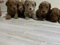 POODLE KÜÇÜK KURABİYELER
