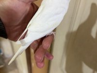 29 GÜNLÜK ALBİNO DİŞİ BEBEK MUHABBET KUŞU
