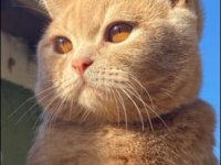 SARMAN KEDİMİZİ SAHİPLENDİRME