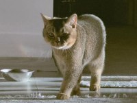 British shorthair ny serisi kedimize dişi eş arıyoruz