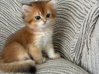 Birbirinden Kaliteli Golden British Longhair Yavrular