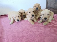 Golden Retriever Yavrular