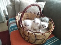 Bella nın scottish fold yavruları