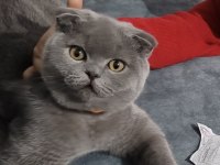 Sevgi dolu scottish fold