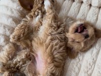 Sevimli Maltipoo Yavrumuz Yeni Ailelerini Arıyor