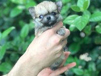 ÖZEL LONGHAİR MİKRO TEACUP CHİHUAHUA
