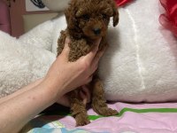 Toy poodle yavrularımız