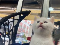 British shorthair yavru kedimiz
