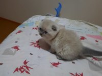 British Shorthair Blue Point Yavrular