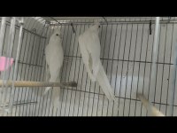 Albino Sultan Papağanı Takım