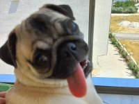 Sevimli hoş güzel pug