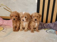 Muazzam Güzellikteki Maltipoo Yavrularımız