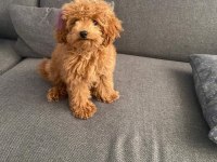 Kore toy poodle orjinal