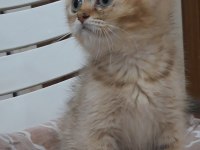 British Shorthair Golden Dişi
