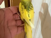 28 günlük kusursuz bebek muhabbet kuşu