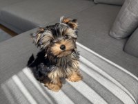 Ev doğumlu micro teacup boy yorkshire terrier