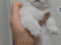 British shorthair kedisi