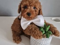 Toy Poodle Kore Köpeği