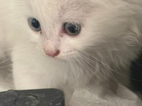 Farklı Gözleriyle Kalbinizi Çalacak Kedimiz