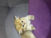 British longhair 65 günlük kedimiz