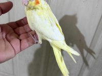41 GÜNLÜK FUL EVCİL LUTİNO BEBEK SULTAN PAPAĞANI
