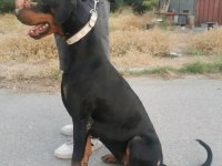 IRK VE SAĞLIK GARANTİLİ DOBERMAN YAVRULAR