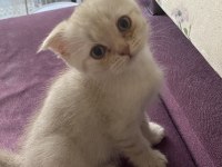 Yeşil gözlü pembe patili erkek scottish fold yavrumuz