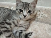 Tekir Kedime Yuva Arıyorum