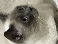 British shorthair kedimi çiftleştirmek istiyorum
