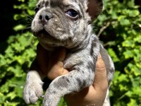 Egzotik French Bulldog