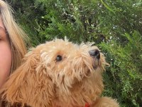 Toy poodle 9 aylık dişi