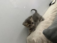 Mavişlerimiz safkan british shorthair yavrularımız