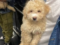 A Kalite Maltipoo
