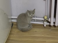 British shorthair kedim