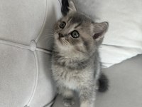 Blue golden bebeğim yeni yuvasını arıyor