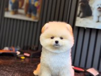 Yavru Pomeranian Boo Köpeklerimiz