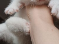 British shorthair yavru