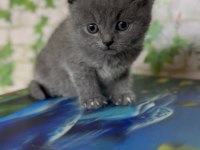 Safkan british shorthair yavru