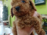 YAVRU TOY POODLE İZMİR
