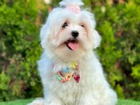 Mini Boy Maltese Yavruları