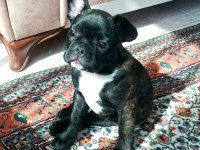 4 aylık yavru french bulldog