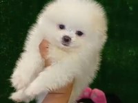 3 aylık ayı surat erkek dişi pomeranian