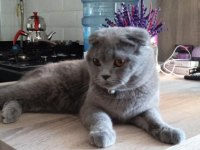 Scottish fold gri