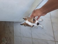 3 aylık erkek acil sahib aranıyor chihuahua