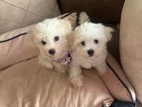Ev doğumlu Maltese Terrier 3 Aylık Erkek yavru
