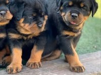 Orjinal Garantili Dev Koca Kafa Macar Rottweiler